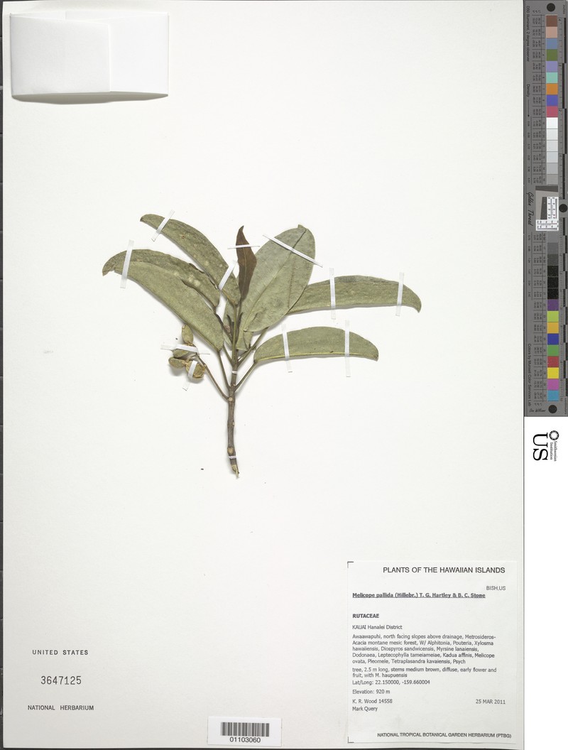 Pale Melicope photo 8