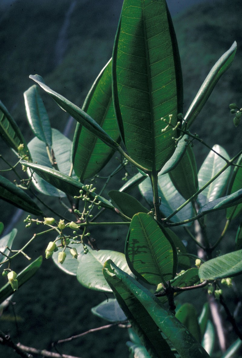 Lihue Melicope