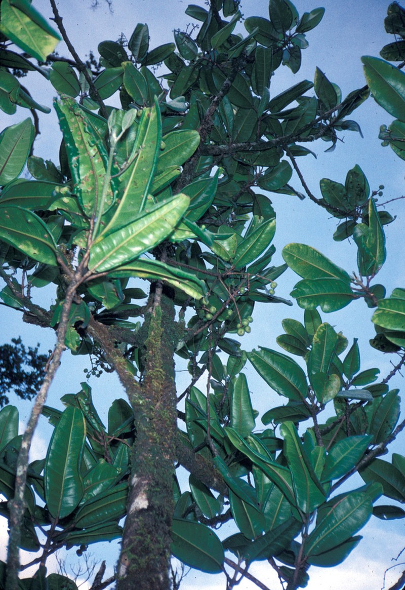 Lihue Melicope photo 3