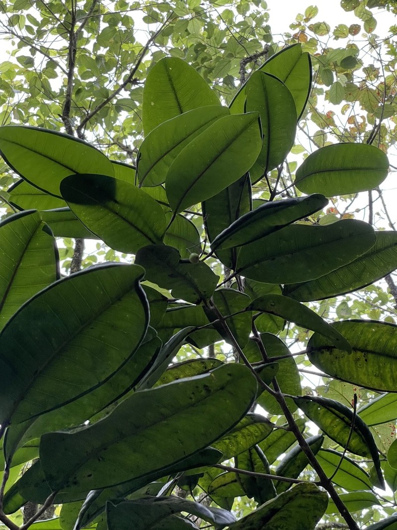 Lihue Melicope photo 4