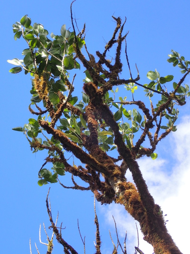Lihue Melicope photo 5