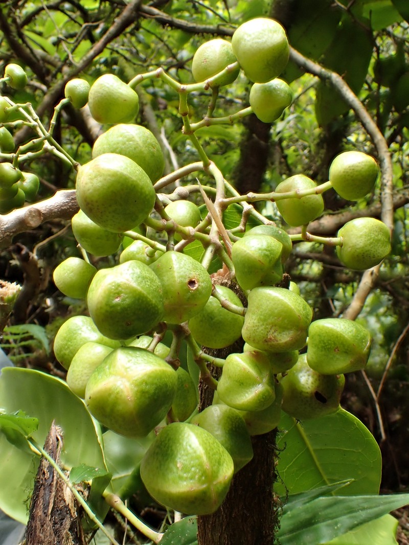 Lihue Melicope photo 7