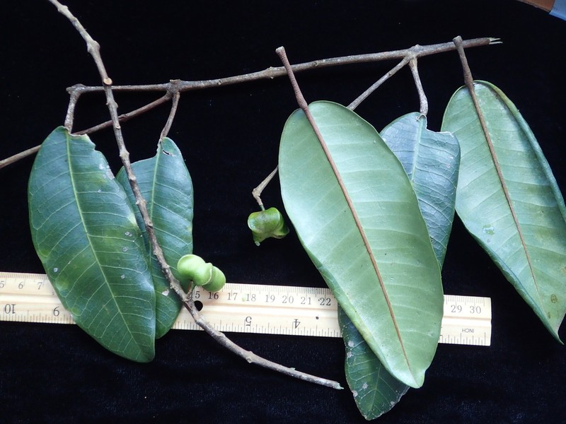 Boxfruit Alani