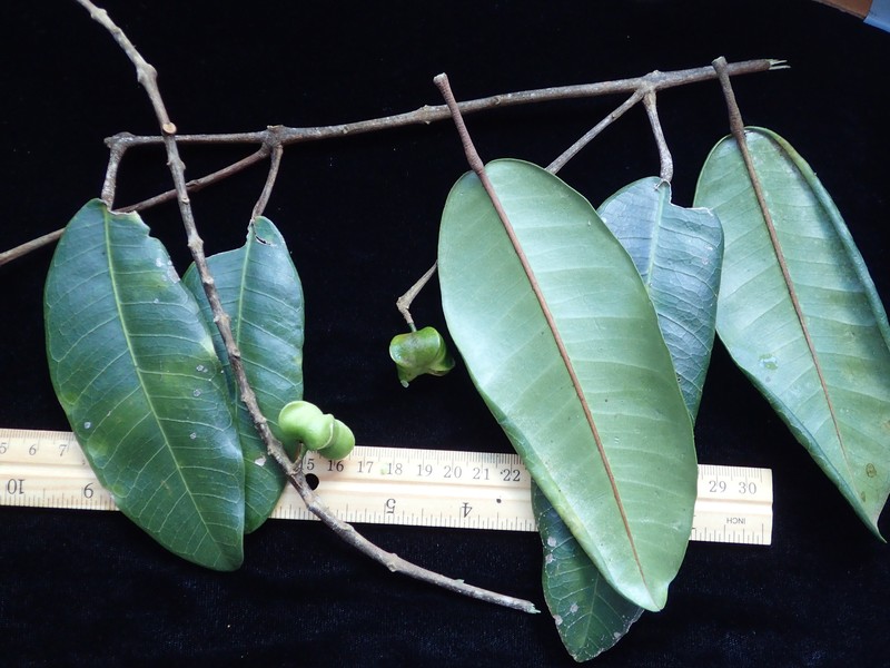 Boxfruit Alani photo 4