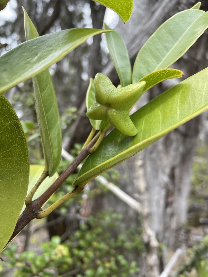 Kapu Melicope photo 2