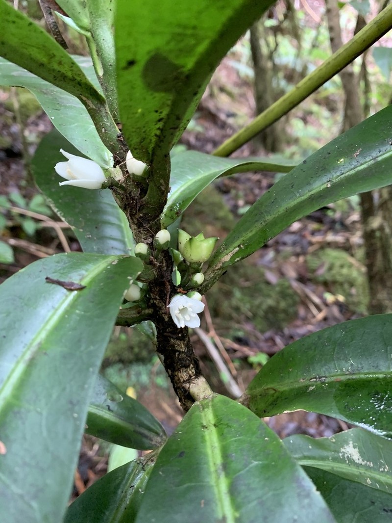 Melicope rostrata