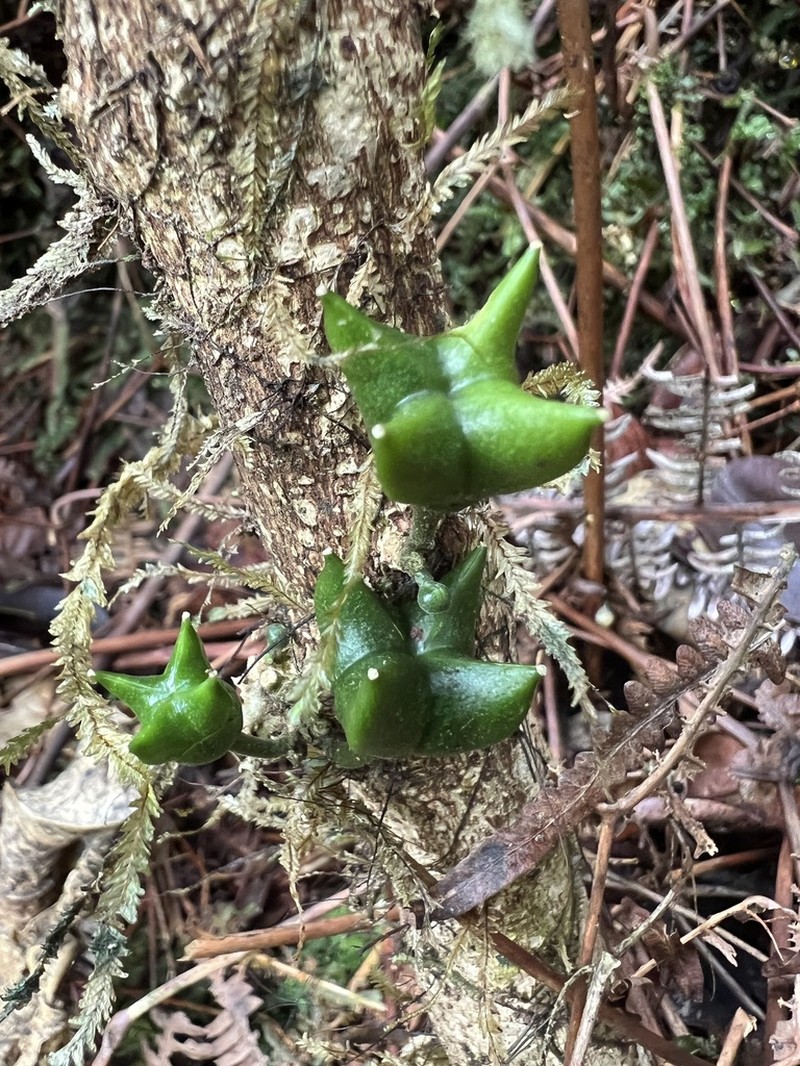 Melicope rostrata photo 2