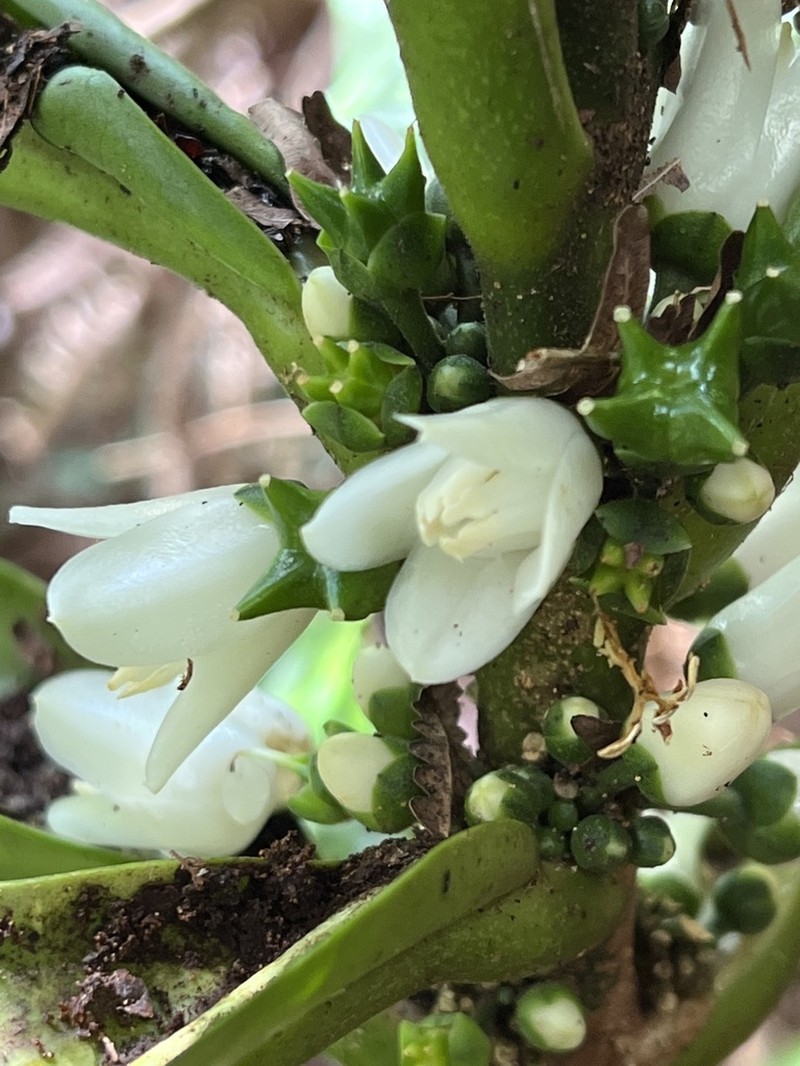 Melicope rostrata photo 3