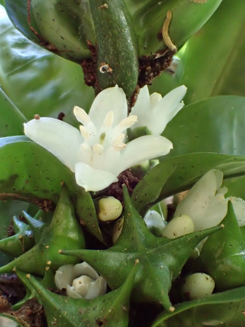 Melicope rostrata photo 5
