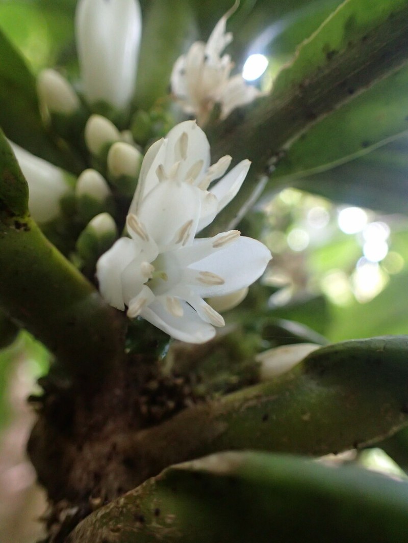 Melicope rostrata photo 6