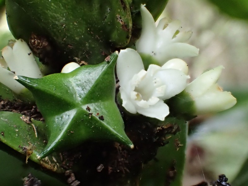 Melicope rostrata photo 7