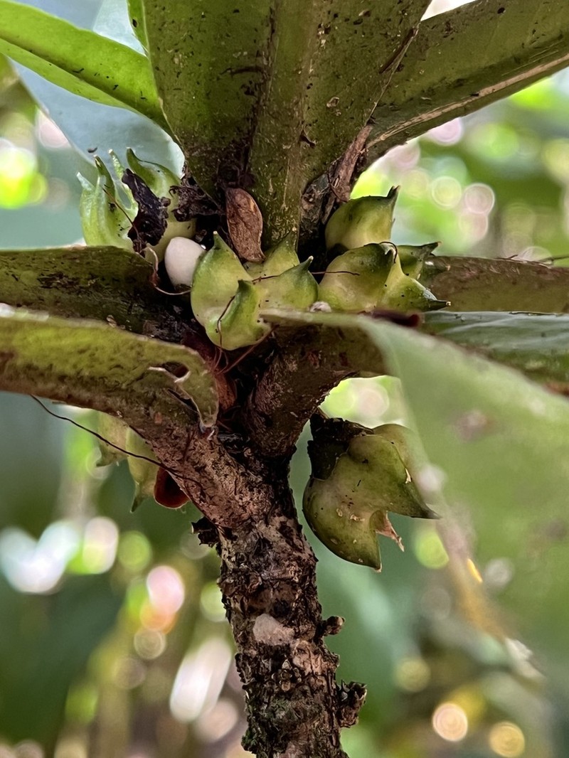 Melicope rostrata photo 8