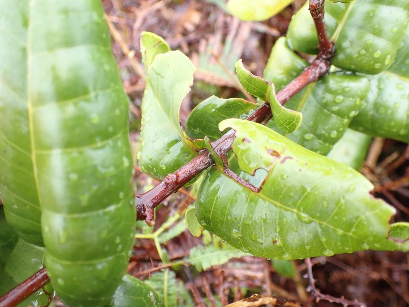 Roundleaf Melicope