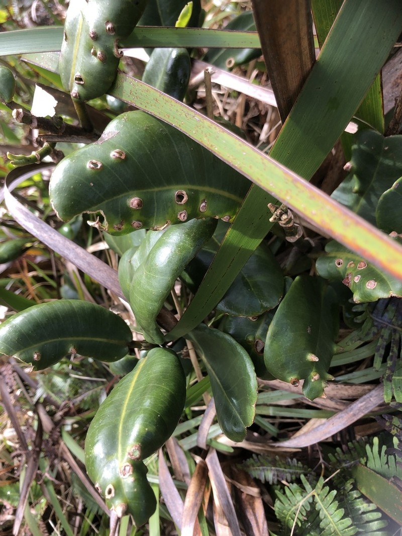 Roundleaf Melicope photo 3