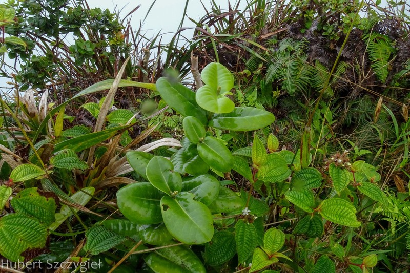Roundleaf Melicope photo 4