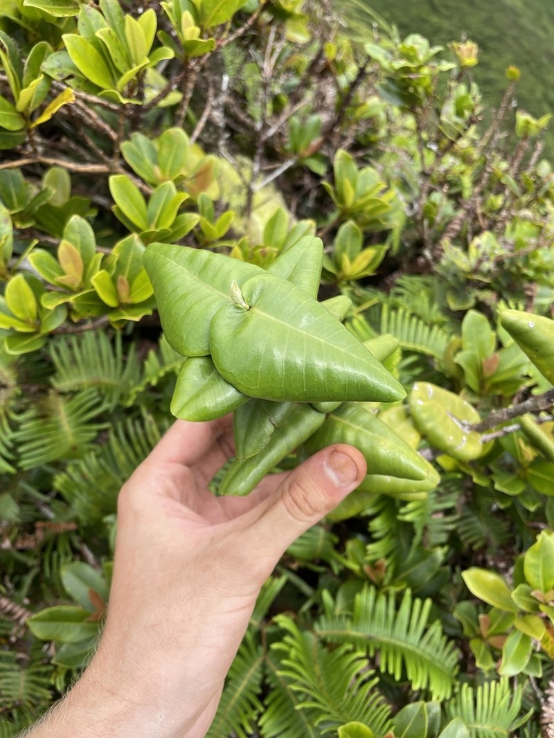 Roundleaf Melicope photo 5