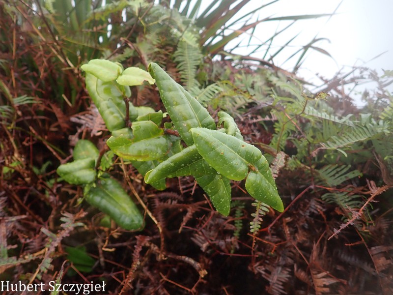 Roundleaf Melicope photo 7