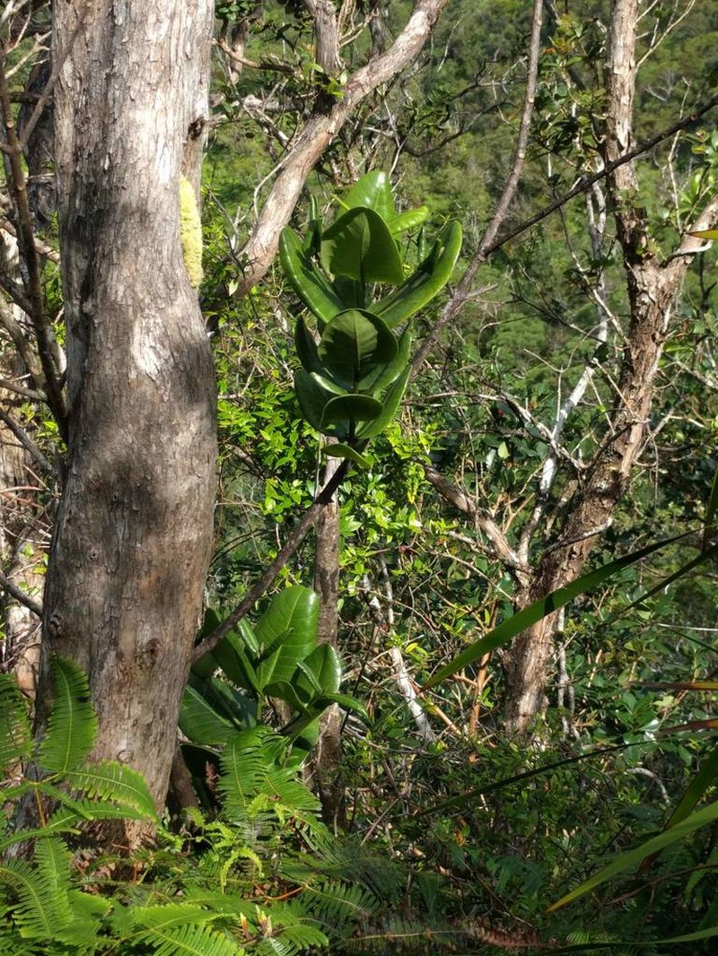 Roundleaf Melicope photo 8