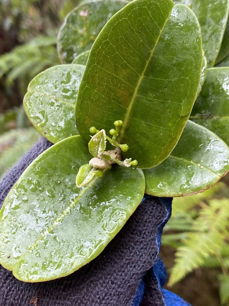 Maui Melicope