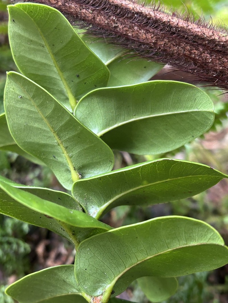 Maui Melicope photo 2