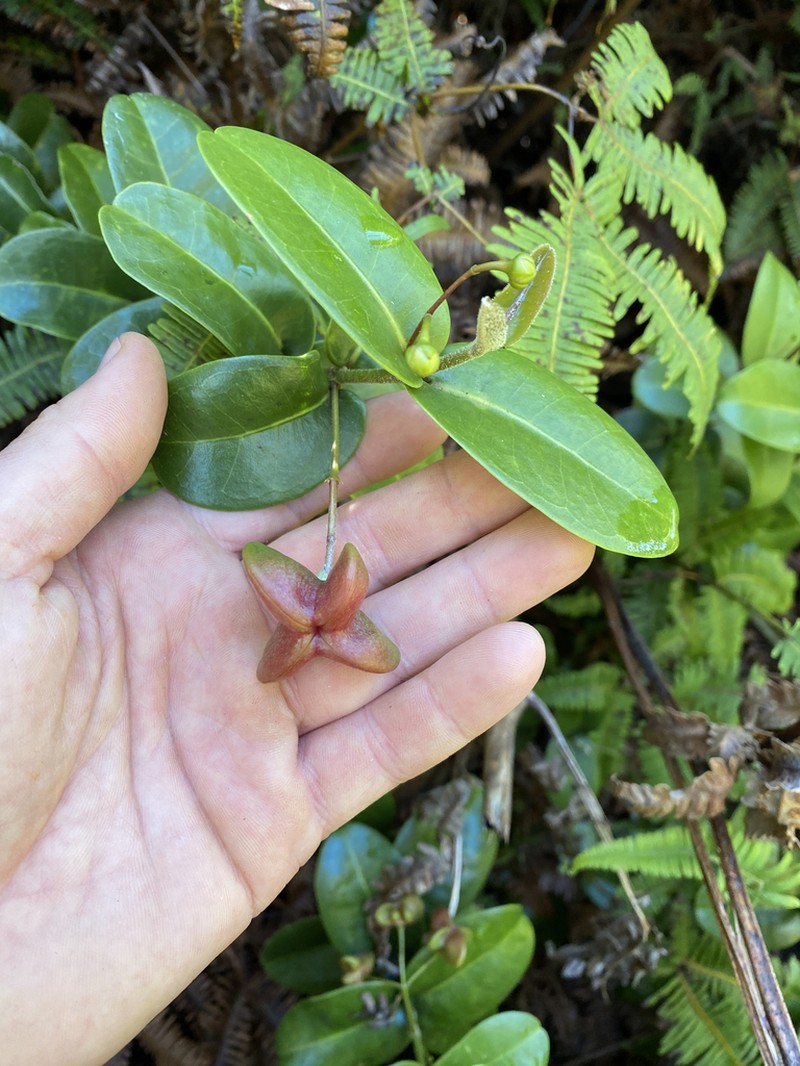 Maui Melicope photo 3