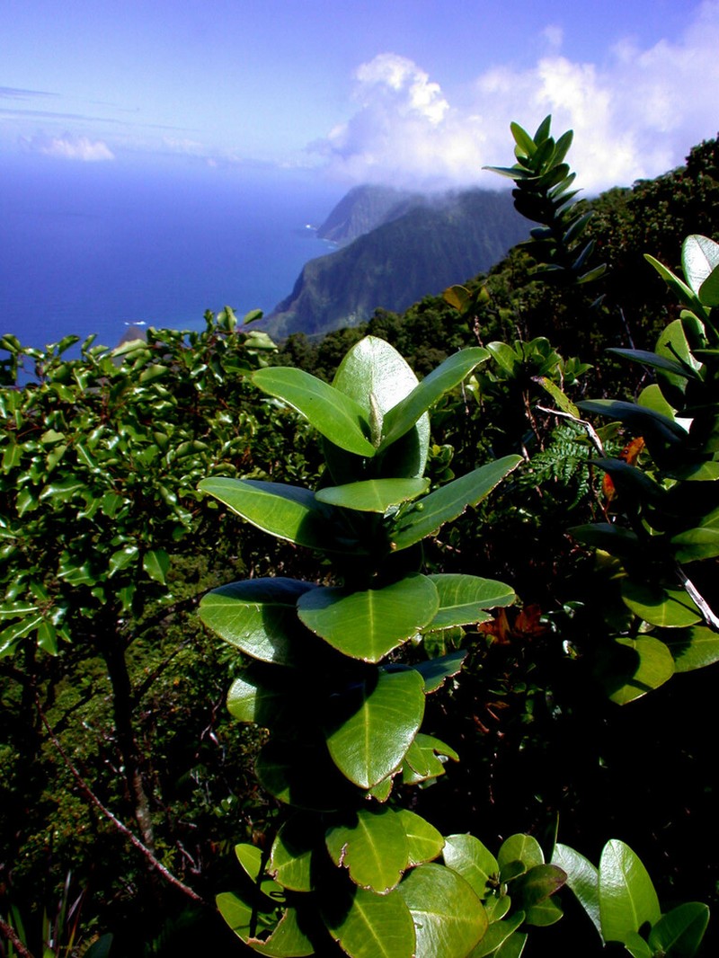 Maui Melicope photo 4