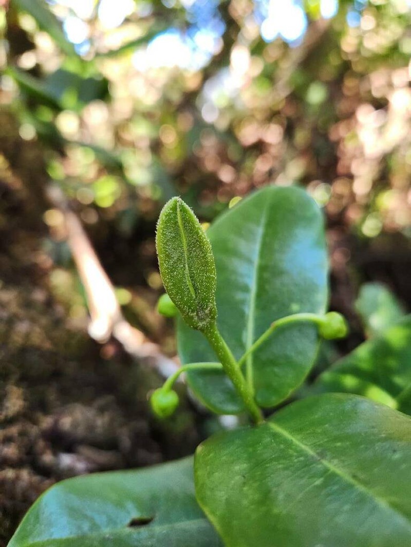 Maui Melicope photo 5