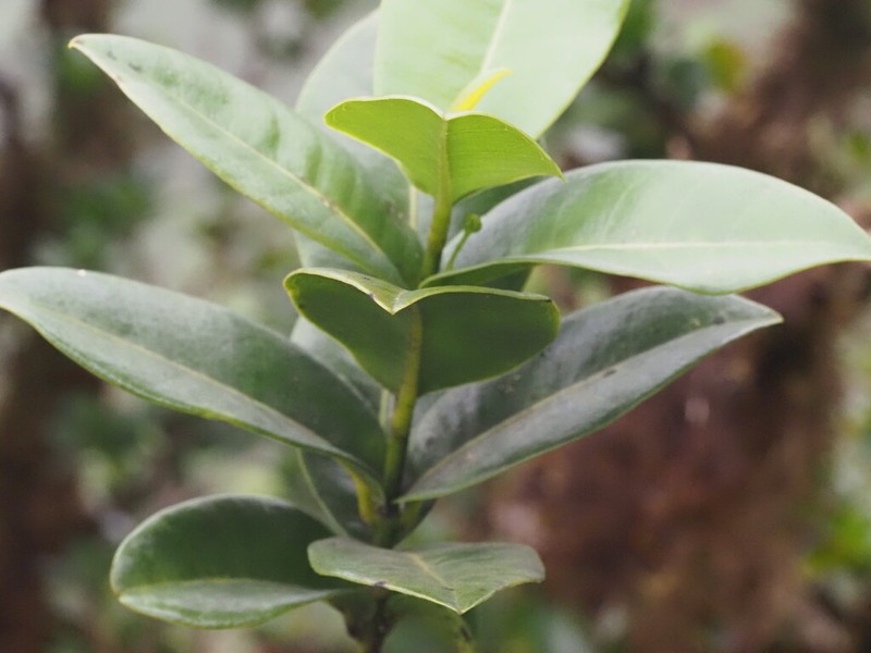 Maui Melicope photo 6