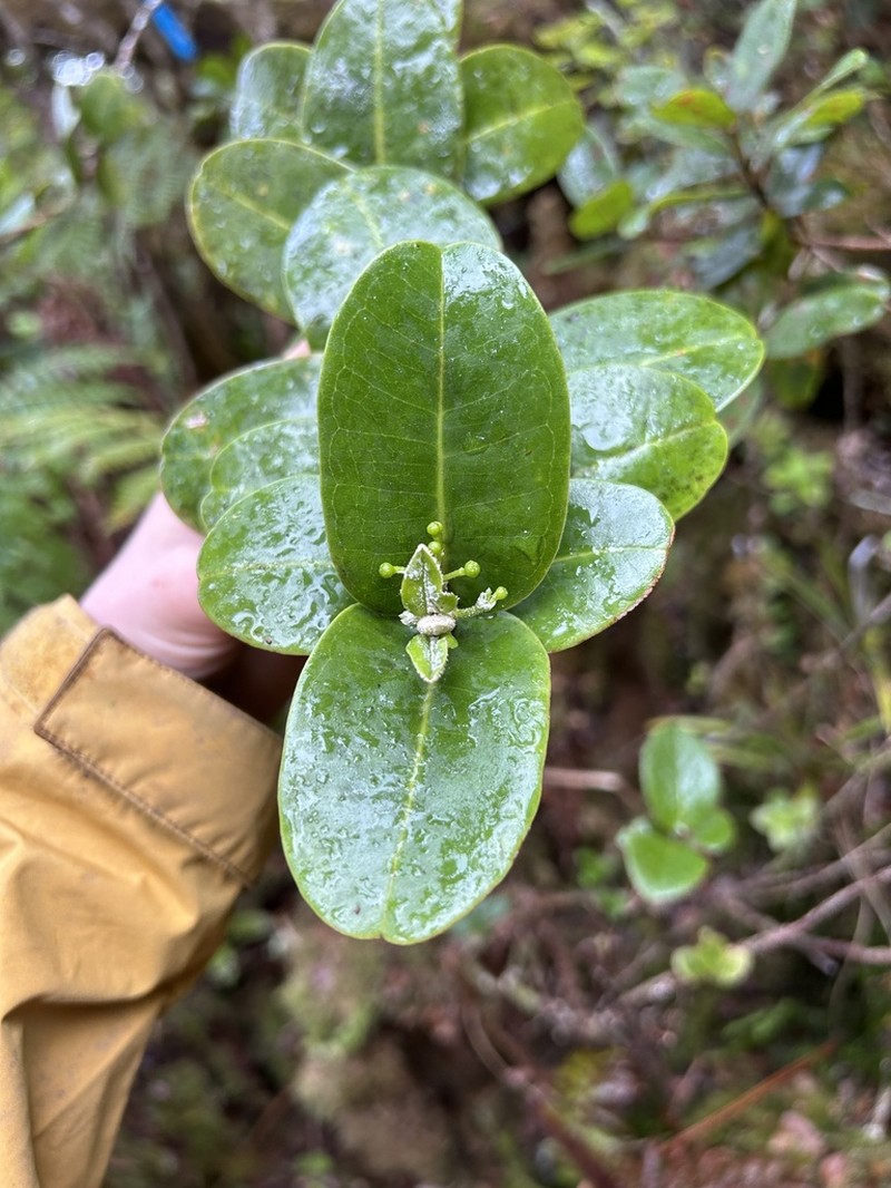 Maui Melicope photo 8