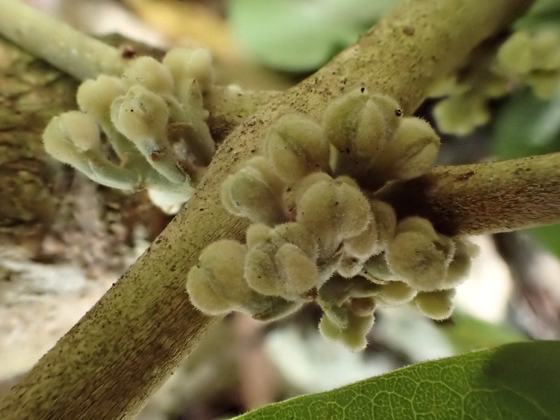 Melicope stonei