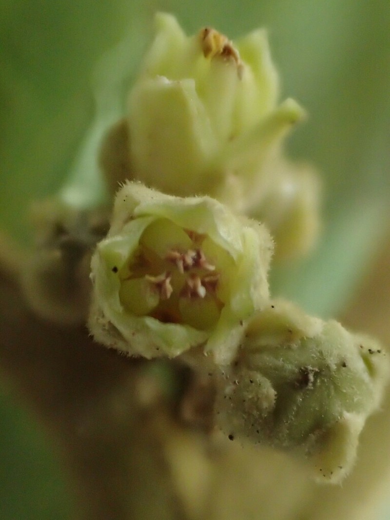 Melicope stonei photo 2
