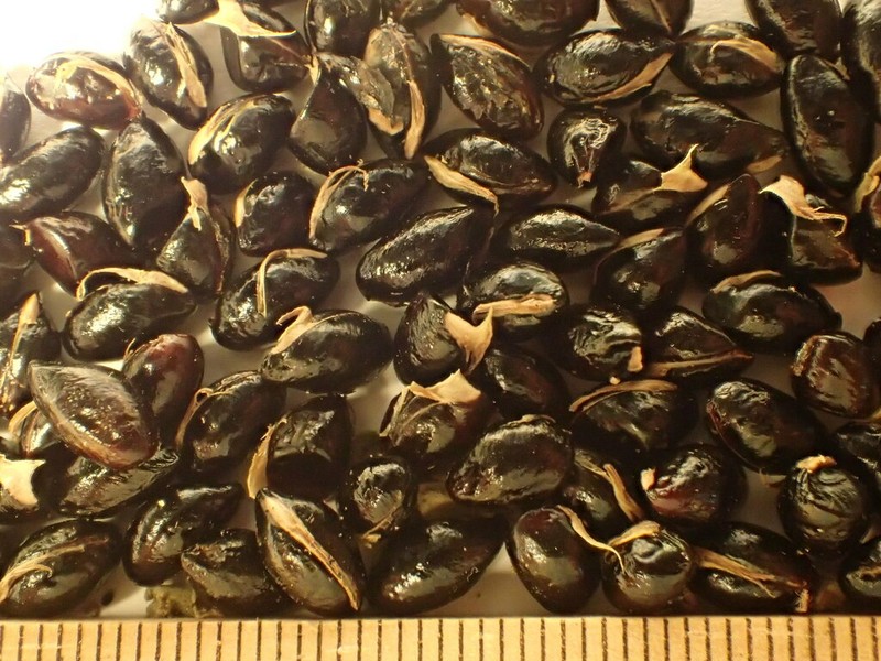 Melicope stonei photo 3