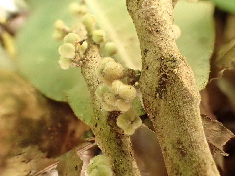 Melicope stonei photo 4