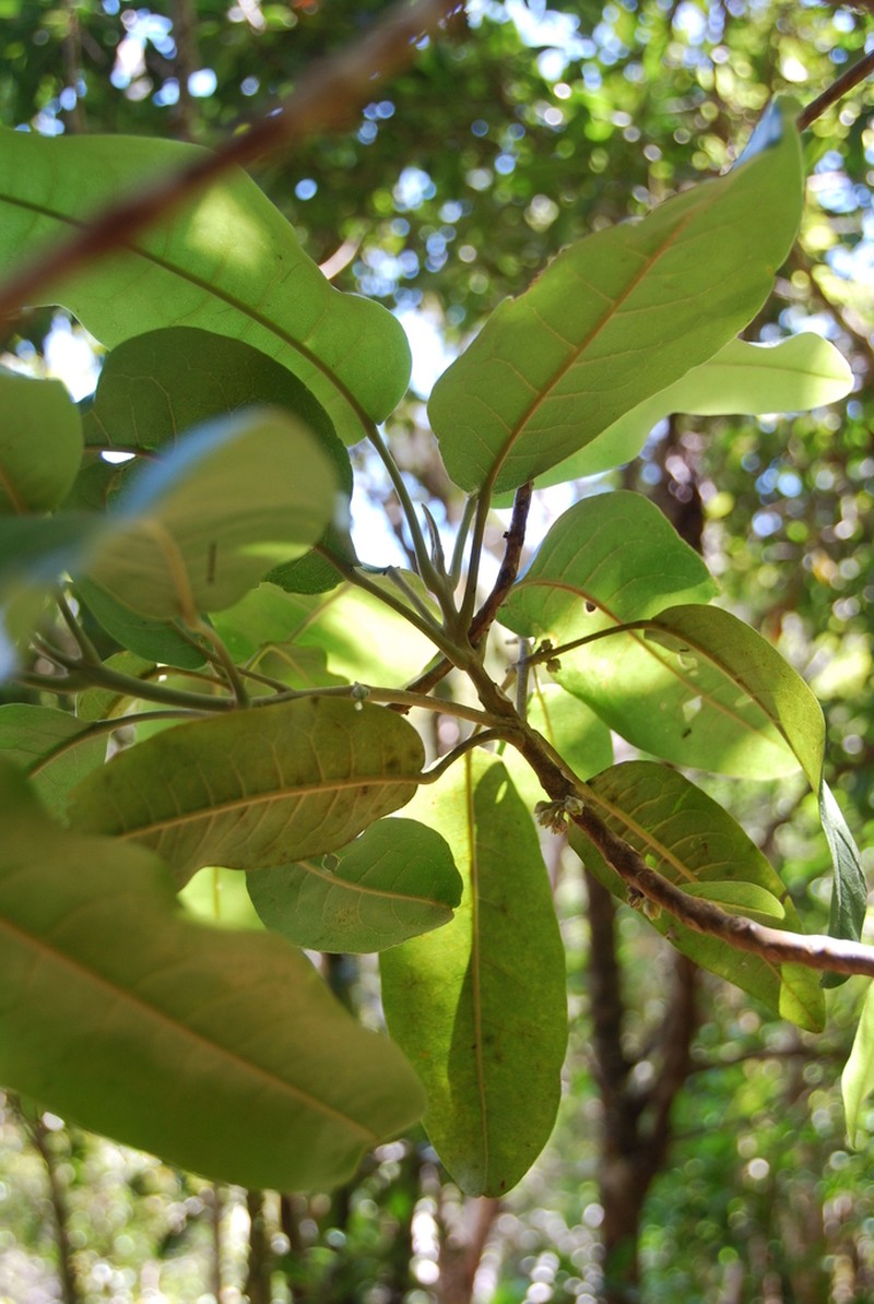 Melicope stonei photo 5