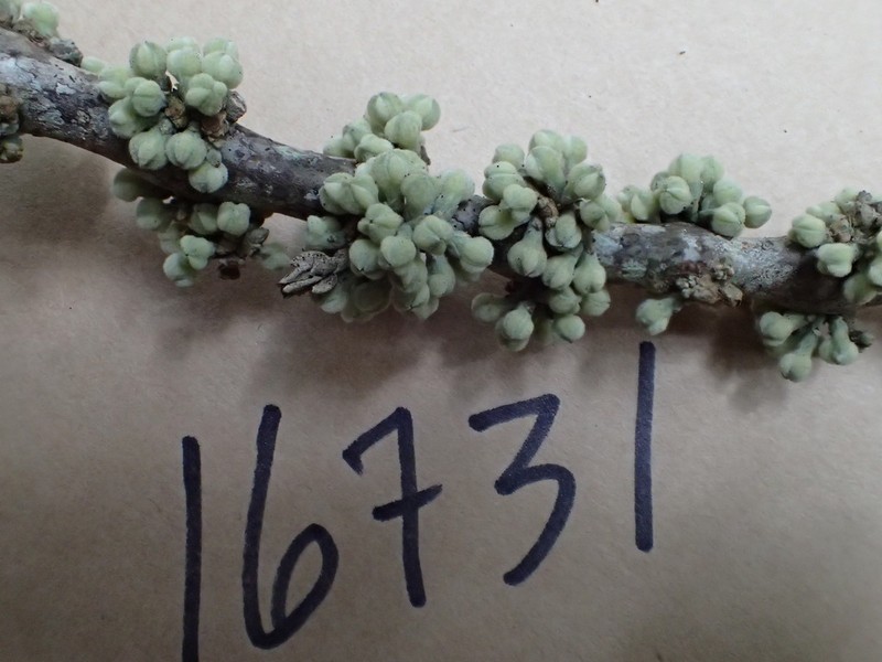 Melicope stonei photo 6