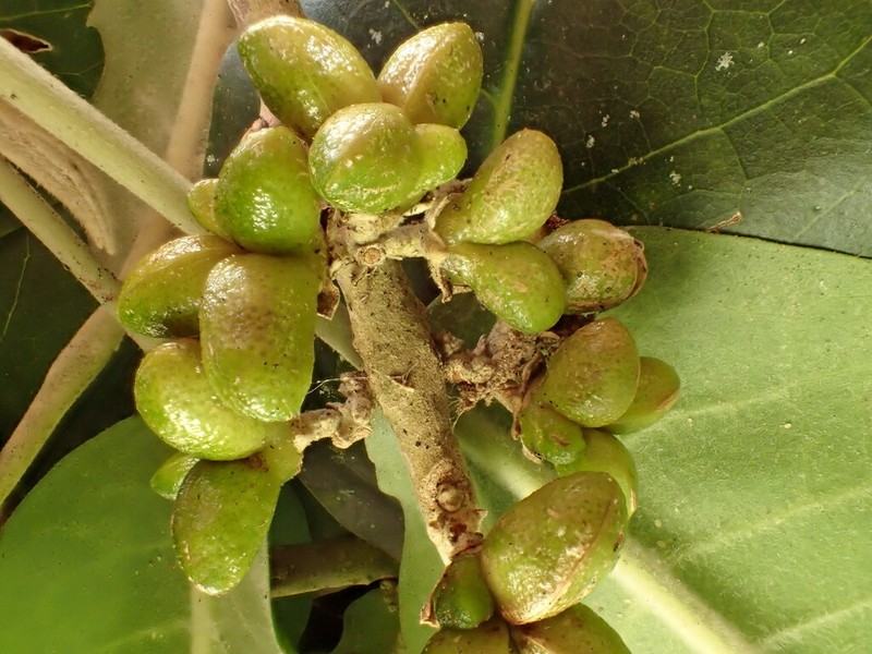 Melicope stonei photo 7
