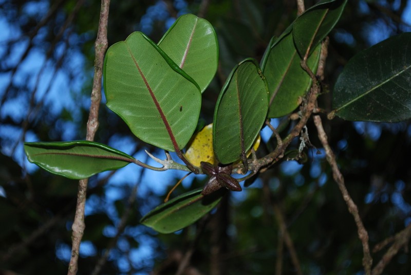 Volcanic Melicope