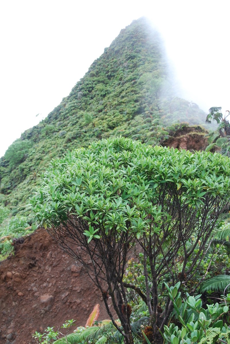 Alani Wai photo 4
