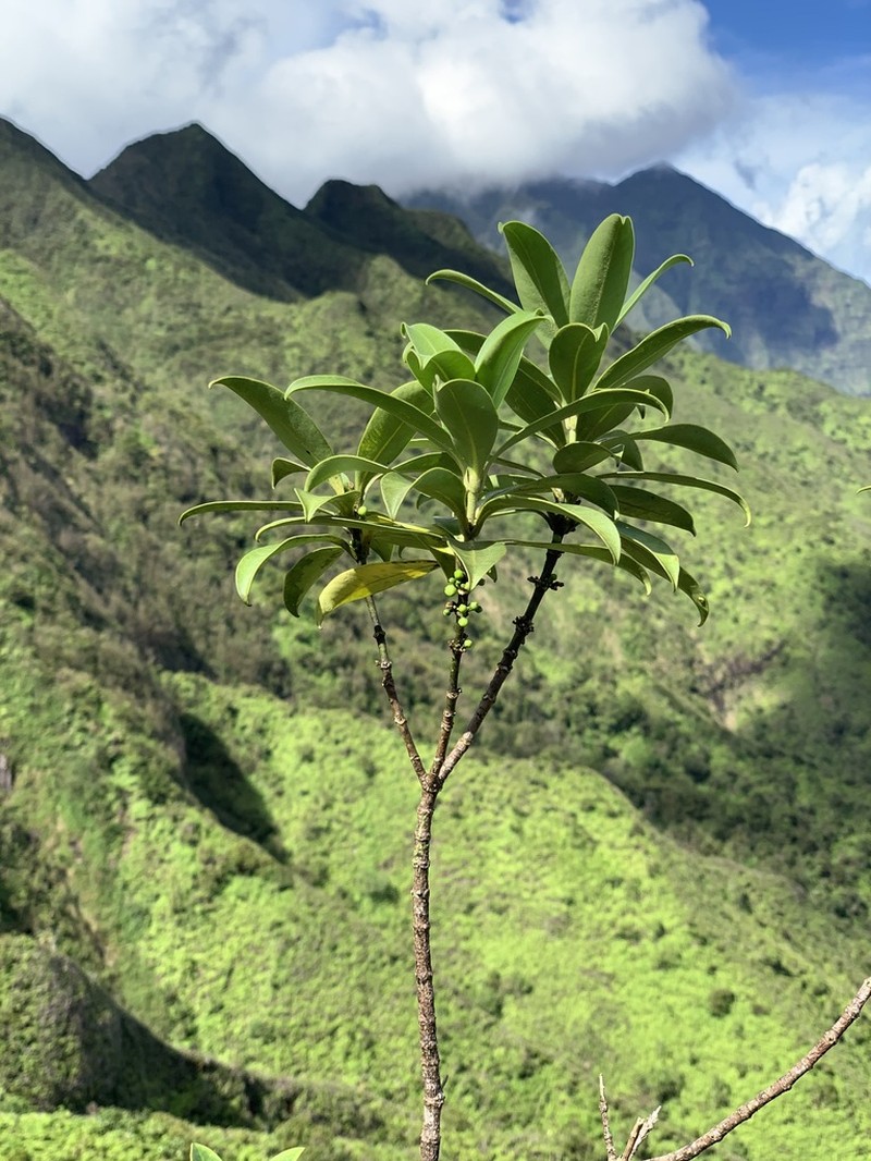 Alani Wai photo 5