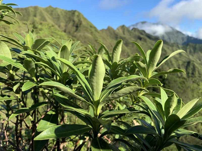 Alani Wai photo 7