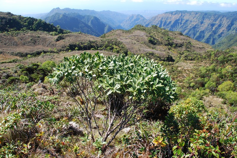 Alani Wai photo 8