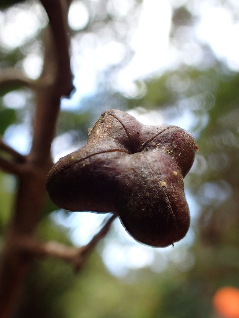 Monoa Melicope