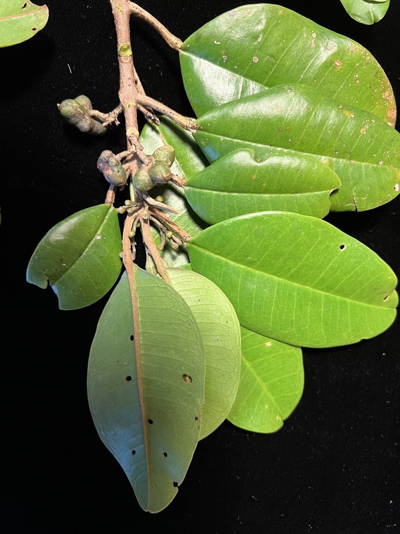 Monoa Melicope photo 2
