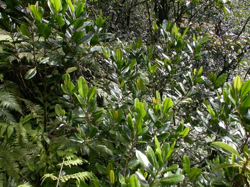 Monoa Melicope photo 6