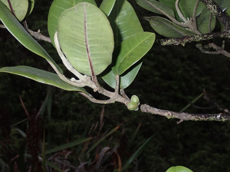Monoa Melicope photo 8