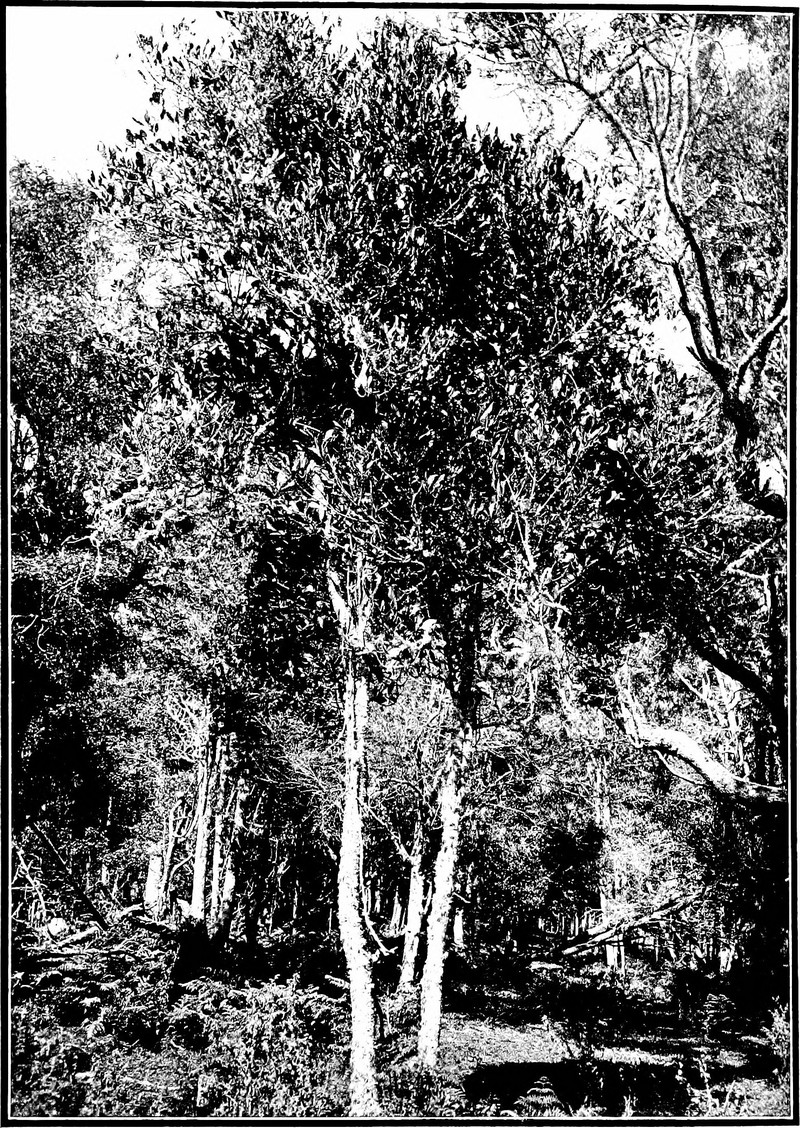 Kipuka Piaula