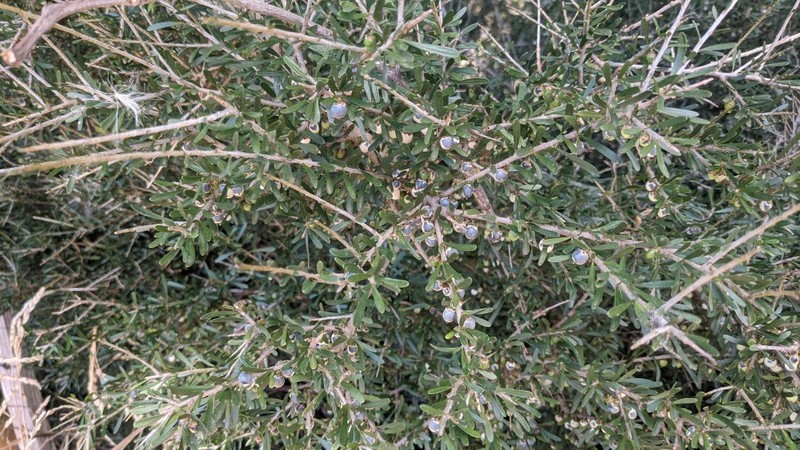 Melicytus angustifolius subsp. angustifolius