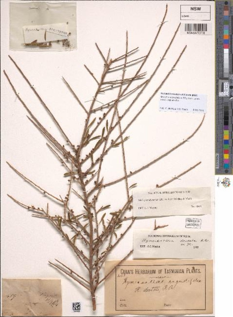 Melicytus angustifolius subsp. angustifolius photo 2