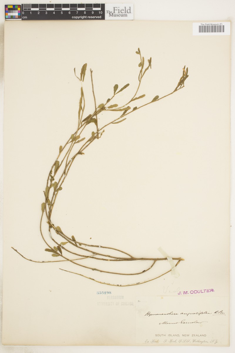 Melicytus angustifolius subsp. angustifolius photo 3