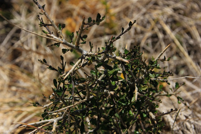 Melicytus angustifolius subsp. divaricatus